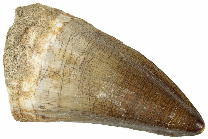 Fossil Mosasaur (Prognathodon) Tooth - Morocco #322617